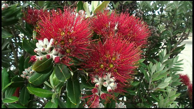 (HD1080i)新西兰圣诞树:Pohutukawa Flowers视频素材