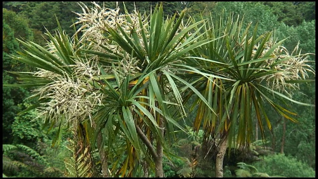 HD:骄傲的卷心菜棕榈树，植物，植物群。视频素材