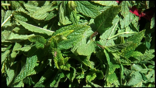 (HD1080i)新鲜有机薄荷视频素材