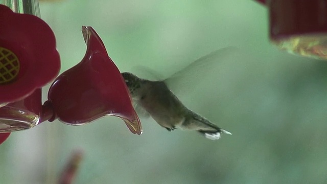 (HD1080i)蜂鸟喂食视频素材