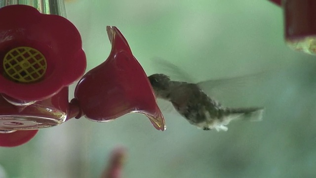 (HD1080i)蜂鸟在喂食器上使用舌头视频素材