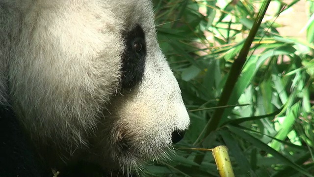 大熊猫吃视频素材