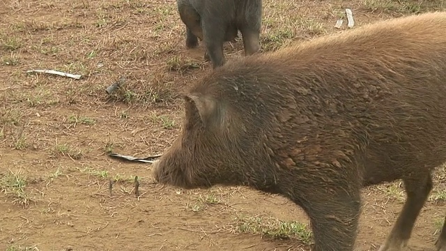 (HD1080i)猪嗤之以鼻视频素材