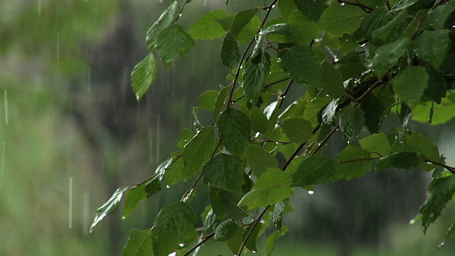 雨打树叶视频素材