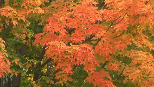 秋天枫树特写视频素材