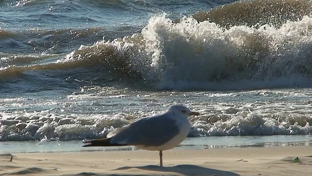 水边的海鸥视频素材