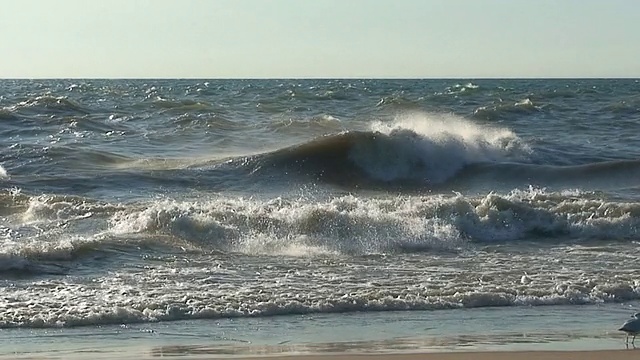 海鸥和海浪视频素材