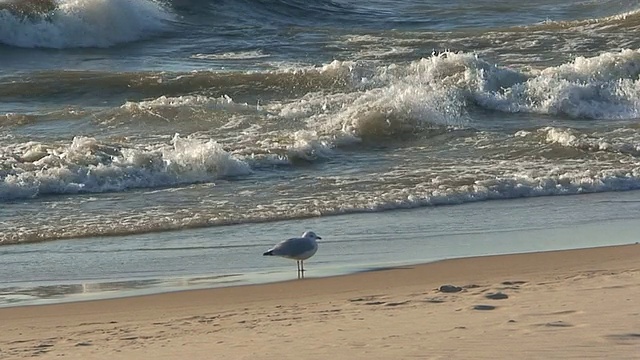 海滩上孤独的海鸥视频素材