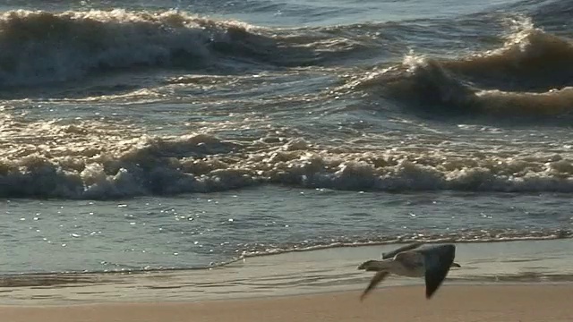 海鸥起飞视频素材