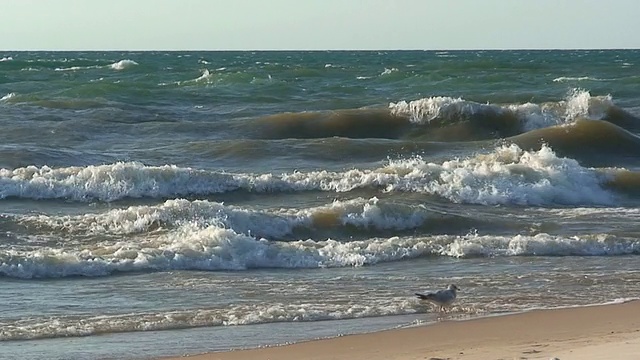 海滩上的海浪和海鸥在一起视频素材