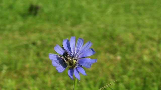 蜜蜂视频素材