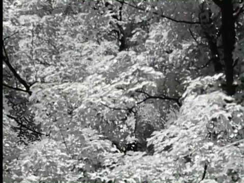 登山者们喝着湖里的水，再次开始在森林里行走，纽约视频素材