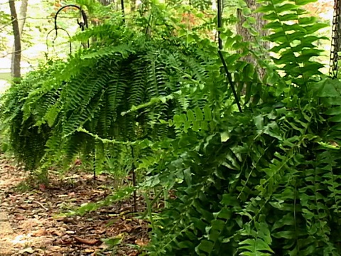 在蕨类植物视频素材