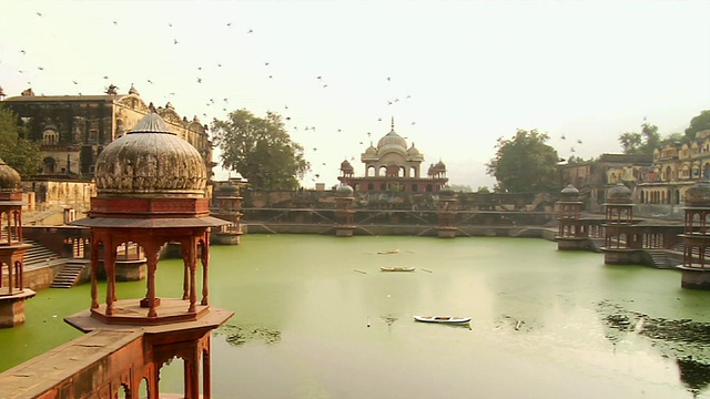 MS Birds从fort pool / Alwar, Rajasthan, India起飞视频素材