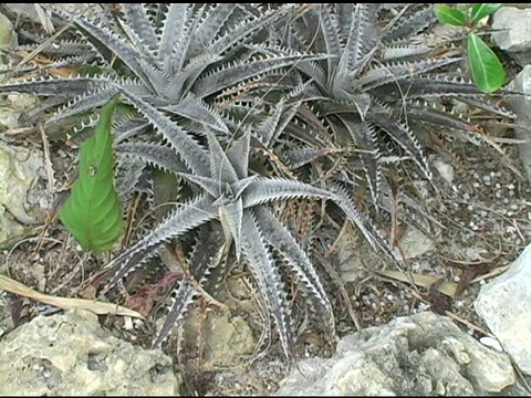 银Dyckia植物视频素材