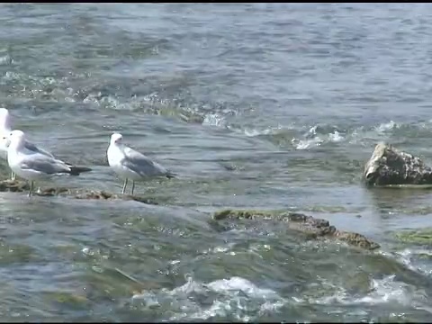 尼亚加拉海鸥1 - NTSC视频素材