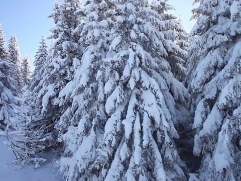 冬天雪下的树视频素材