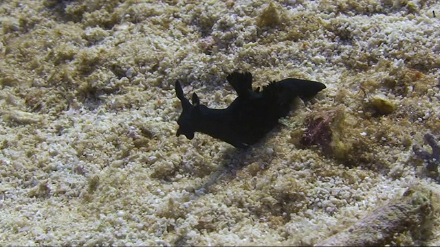 裸鳃(海蛞蝓)的镜头视频素材