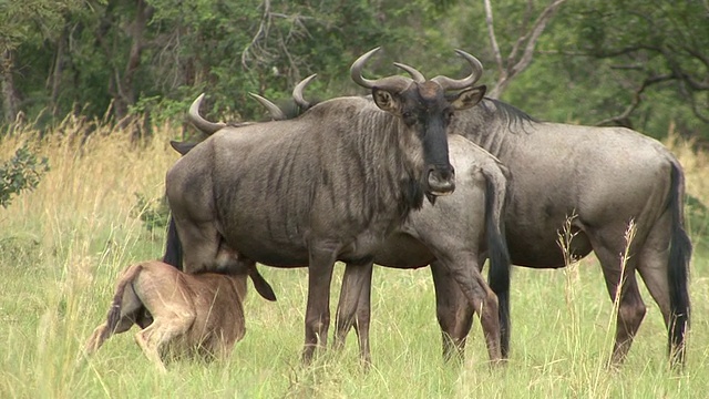 Wildebeast吮吸。视频素材