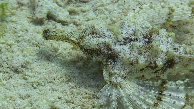 海蛾特写视频素材