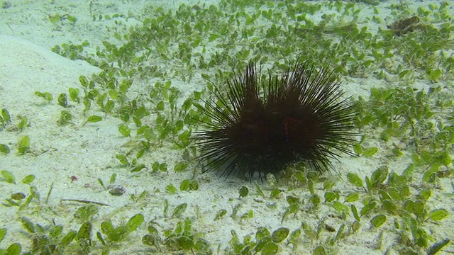 海胆视频素材