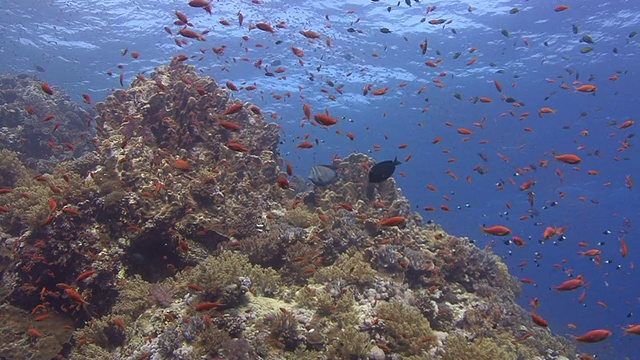 红海视频素材