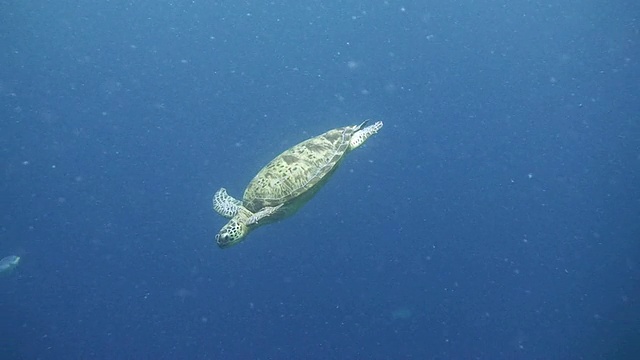 绿海龟游泳视频素材