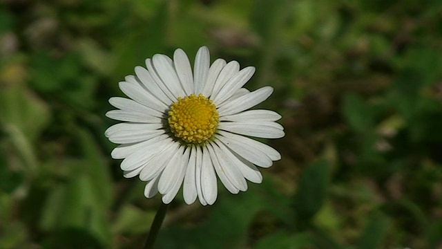 雏菊花视频素材