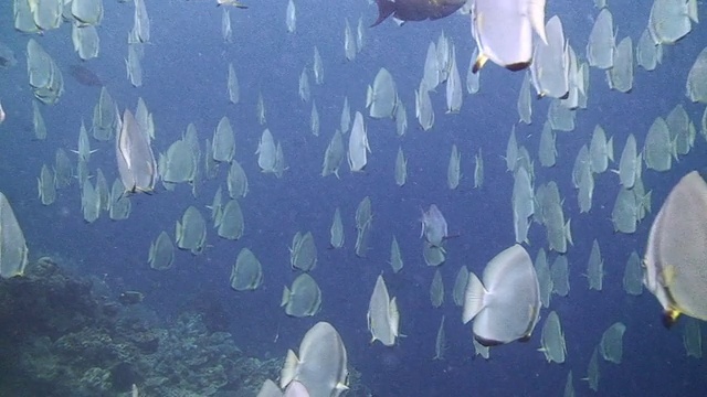 Shoal的蝙蝠鱼视频素材