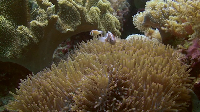 粉红Anemonefish视频素材