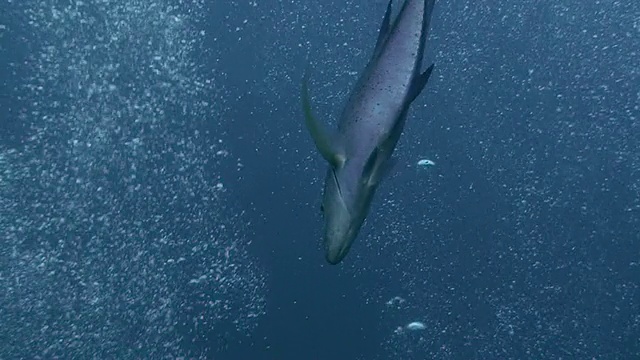 蓝鳍金枪鱼鲹视频素材