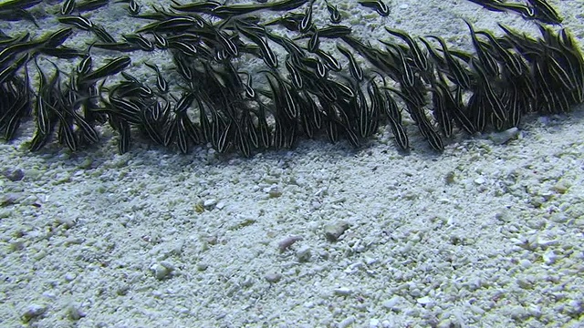 小斑纹鲶鱼鱼群视频素材