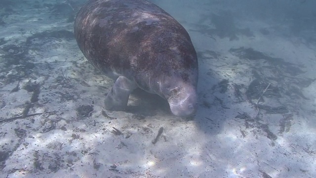 海牛和名潜水员视频素材