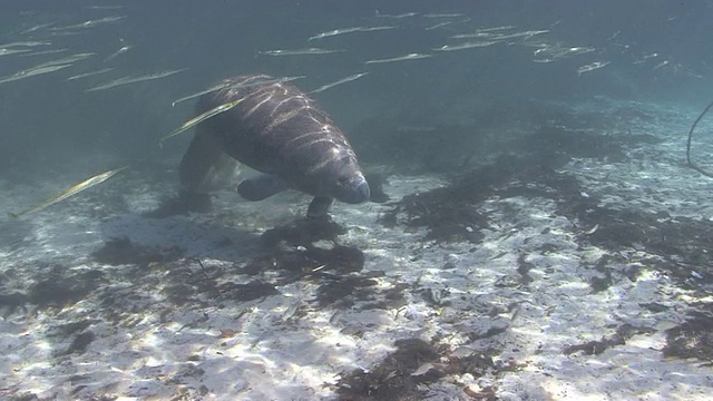 海牛视频素材