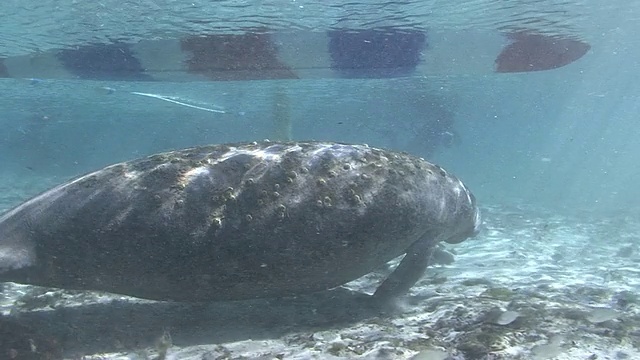 海牛和船视频素材