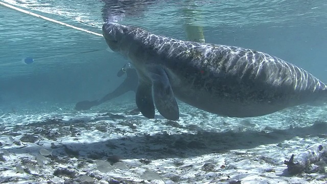 海牛视频素材