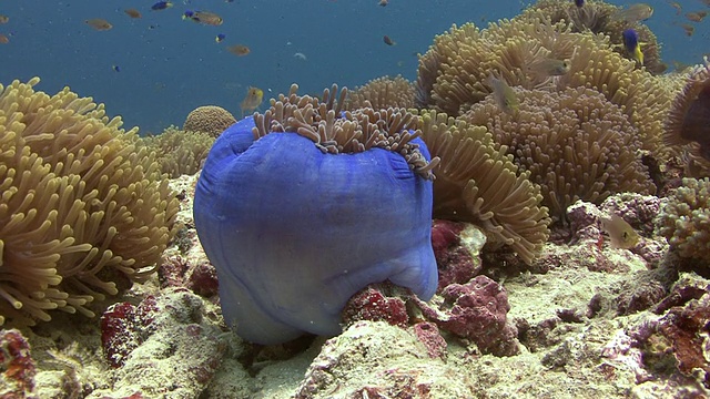 海葵视频素材