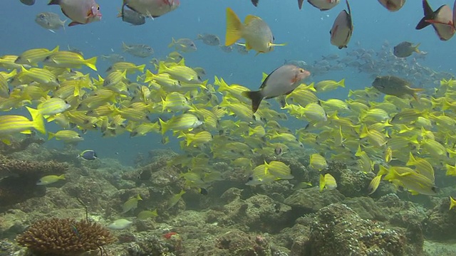 浅滩的鲷鱼视频素材