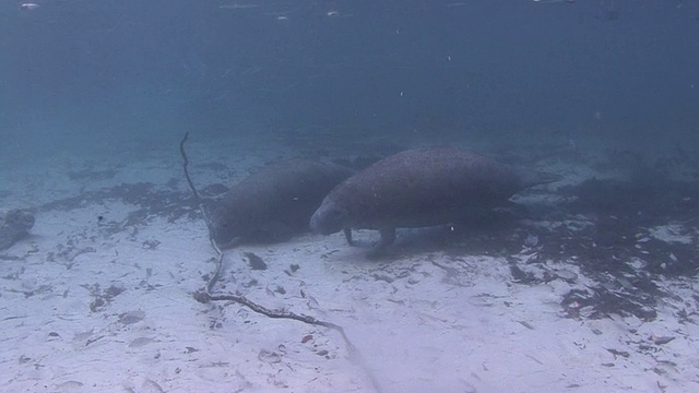 海牛视频素材