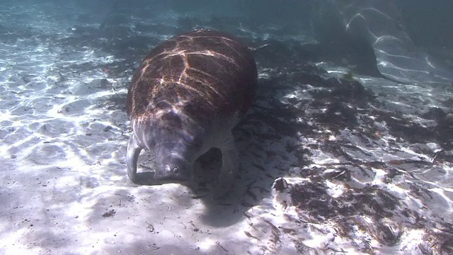 海牛视频素材