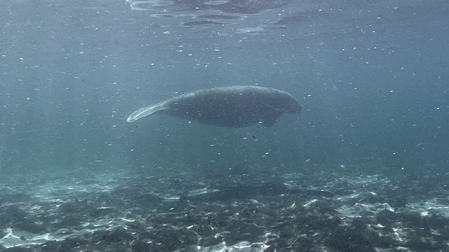 海牛游泳视频素材