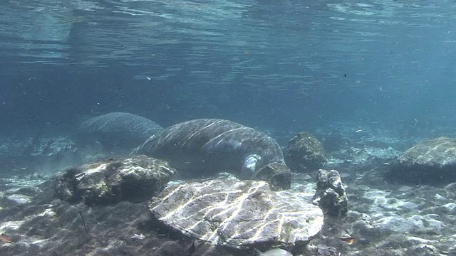 海牛游泳视频素材