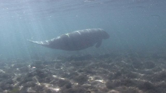 海牛游泳视频素材