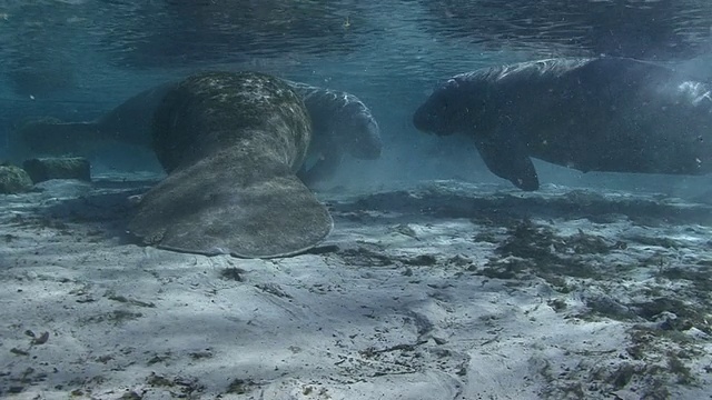 海牛视频素材