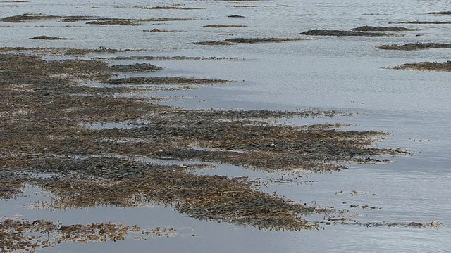 海岸边漂浮着海藻视频素材