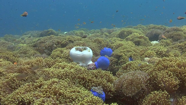 海海葵的视频素材