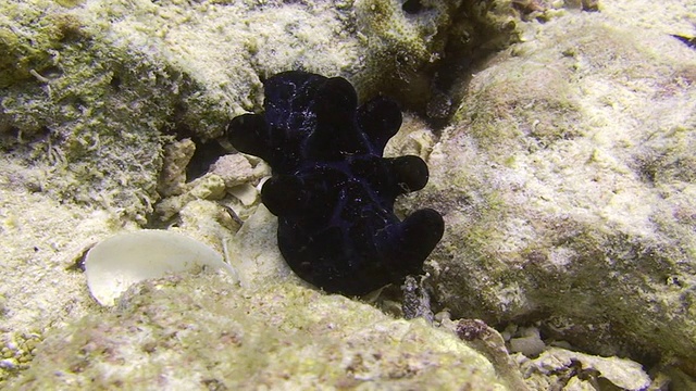 裸鳃亚目动物(海蛞蝓)视频素材