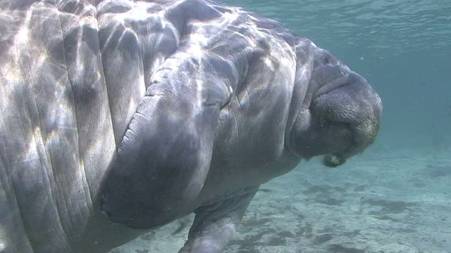 海牛和名潜水员视频素材