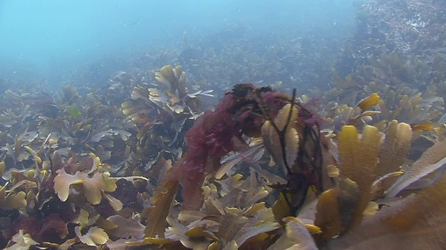 海藻视频素材