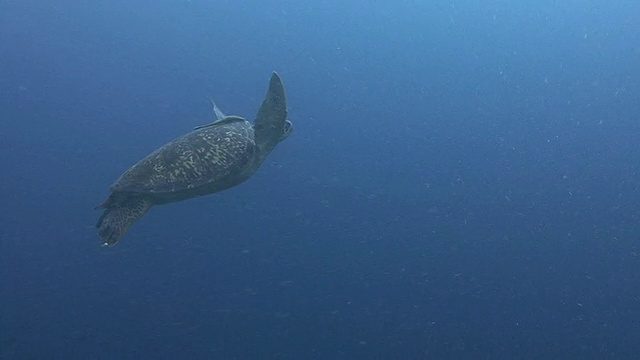 绿海龟视频素材